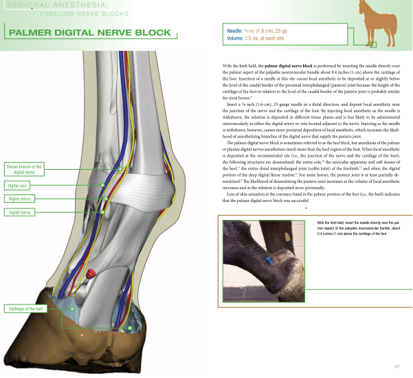 Equine Veterinarian, Equine Joint Injection and Regional Anesthesia AVS Bookstore