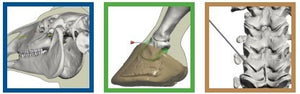Equine Joint Injection book – AVS Bookstore